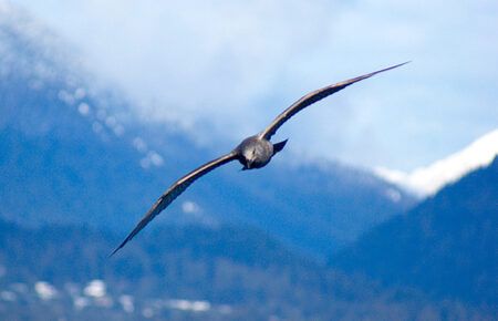 gull in flight