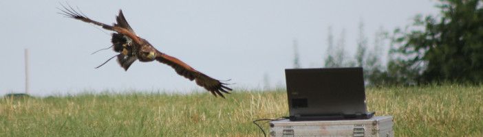 hawk and laptop