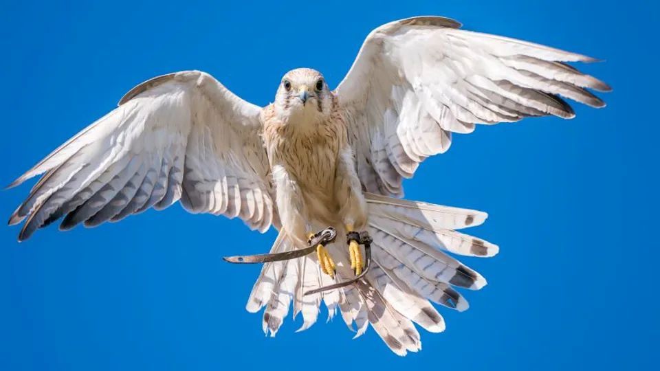 Researchers observe hunting kestrels to improve the flight stability of drones